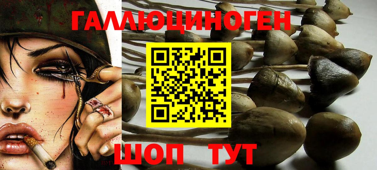Галлюциногенные грибы Psilocybe Нижнеудинск